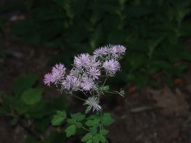 Thalictrum 2009